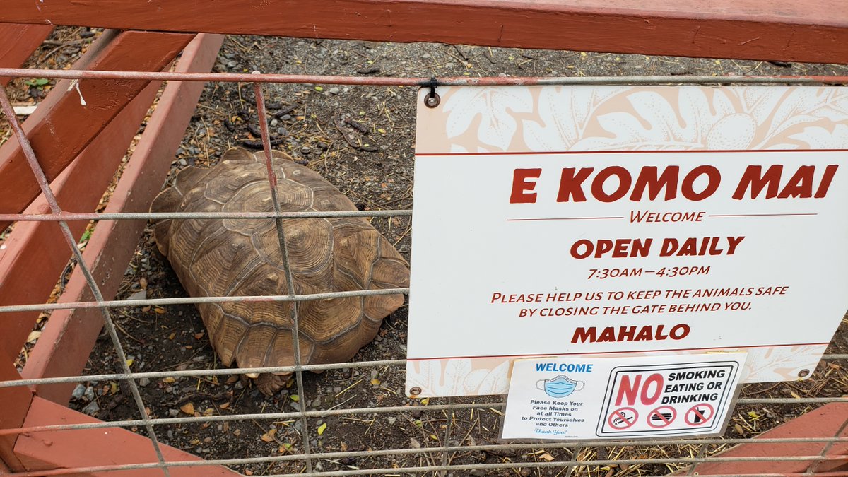 WhiteCuddleBug's tweet image. Cool turtle