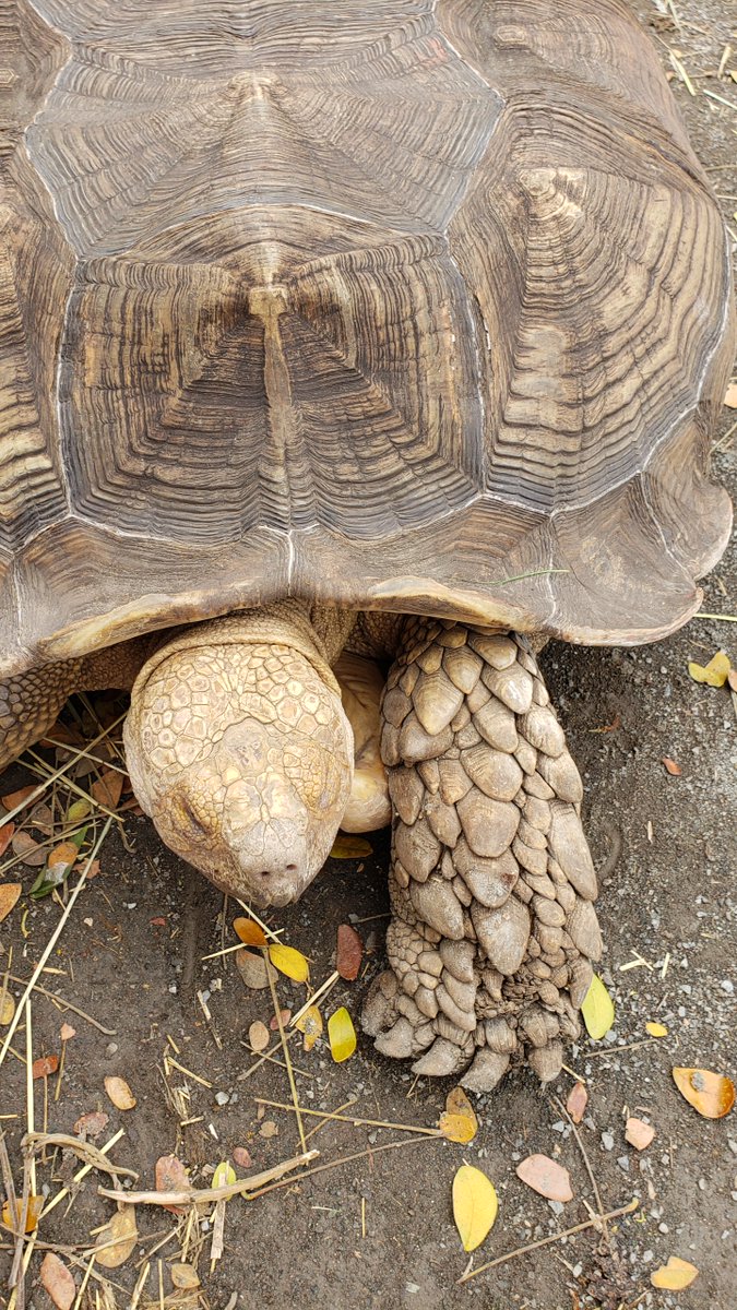 WhiteCuddleBug's tweet image. Cool turtle