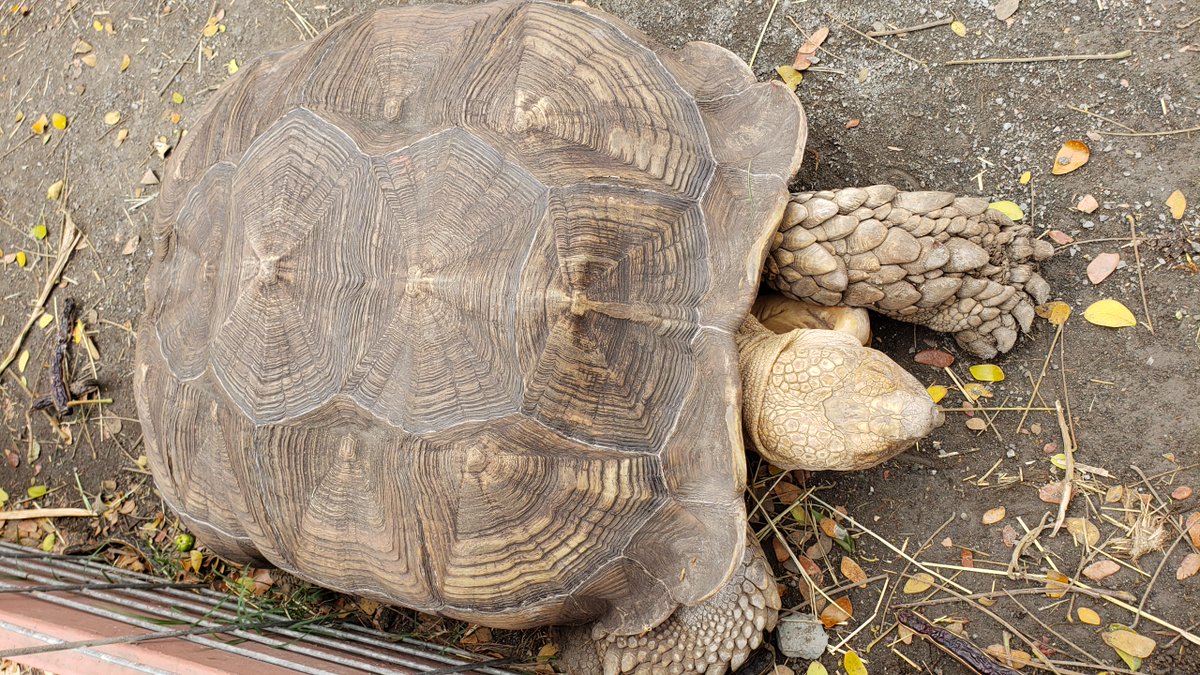 WhiteCuddleBug's tweet image. Cool turtle