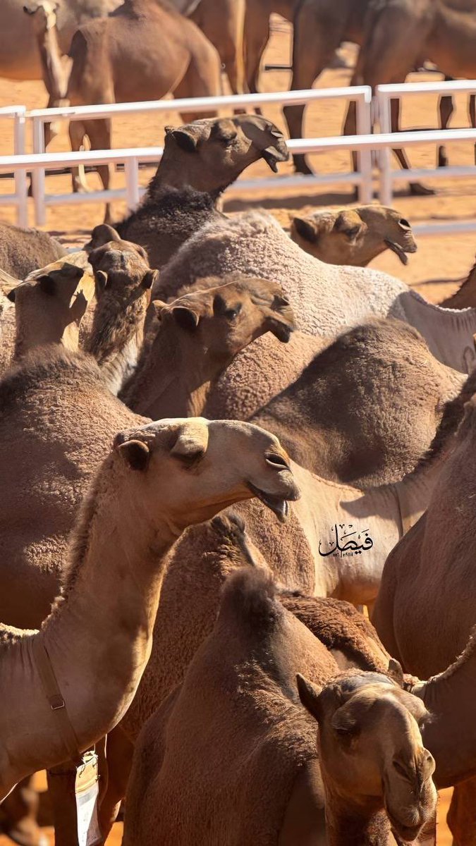 تصويري منقية مهيوبات وصاحبها رجل الاعمال : مشعل بن مطلق الزيادي 

#مهرجان_الملك_عبدالعزيز_للإبل9 #مهيوبات_الشعل #مهيوبات #عتيبه_الهيلا #ابن_حميد #حرش_العراقيب #الزيادي