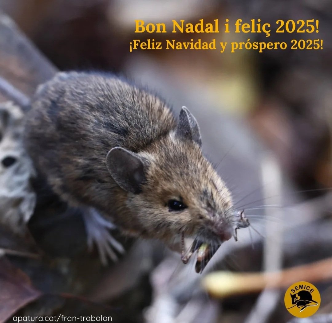 Projecte SEMICE tweet media