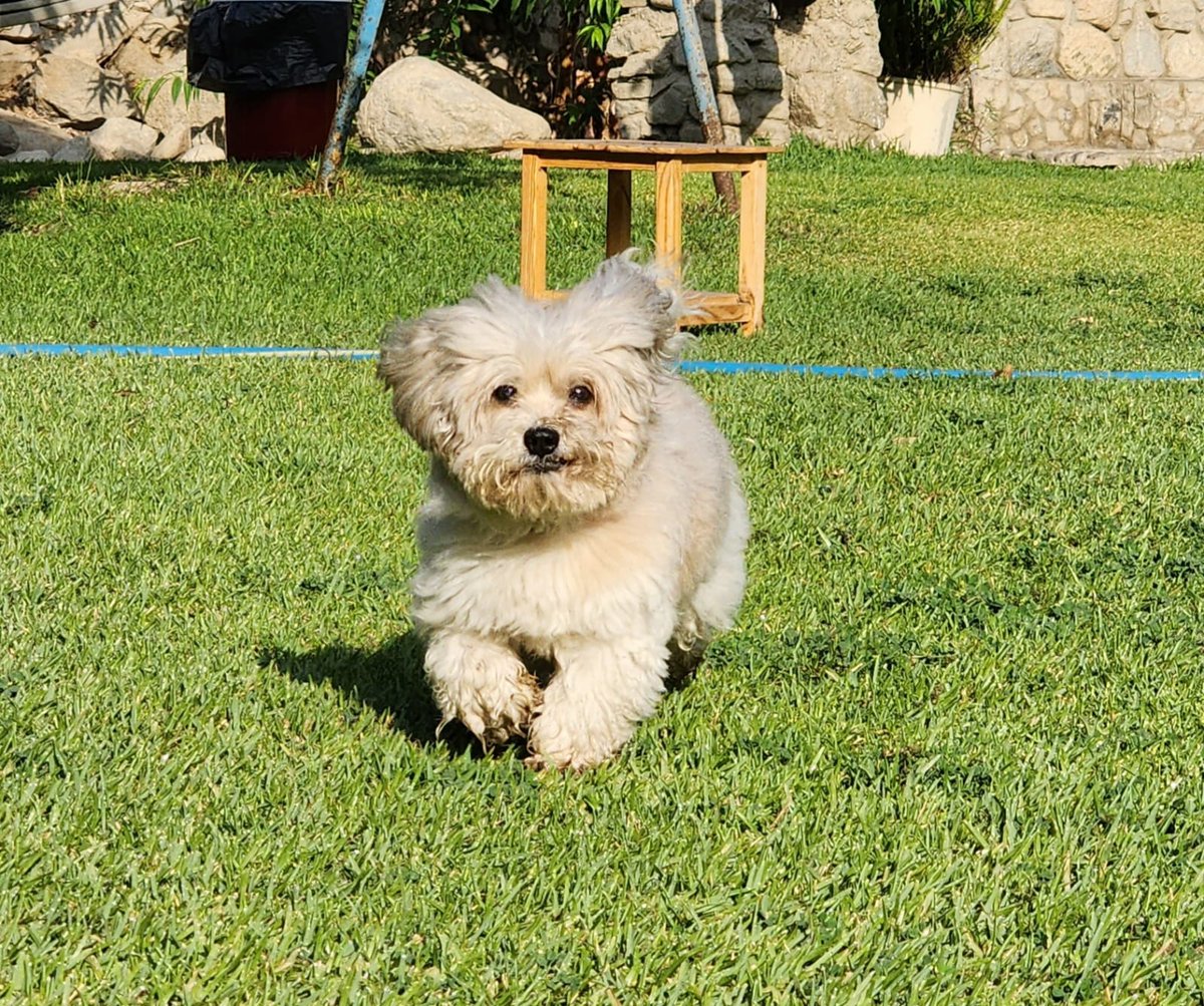 Katheroxi's tweet photo. @AlexanderTricol Pasé por lo mismo hace 9 meses con mi Chester, formó parte de mi vida 18 años, pero de un momento a otro sus riñones dejaron de funcionar y tuve que tomar la decisión más difícil de mi vida. Fue muy doloroso, pero comprendí que debía dejarlo partir para que no sufra más 😔 https://t.co/LxeXEVXcO4