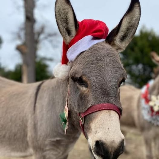 Diegoranchinc's tweet photo. Merry Christmas from Mini Maggie and all the Diego Ranch crew. Healing and Saving Lives of Children and Veterans through Equine Assisted Therapy. https://t.co/18jTZy6UW5