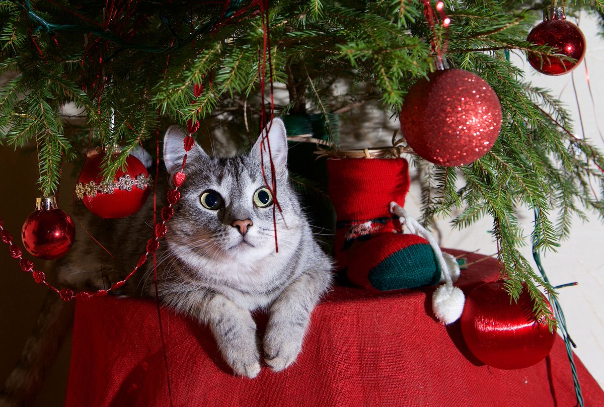 cattangotek's tweet photo. Christmas Eve !!! https://t.co/OjBhP6lePD