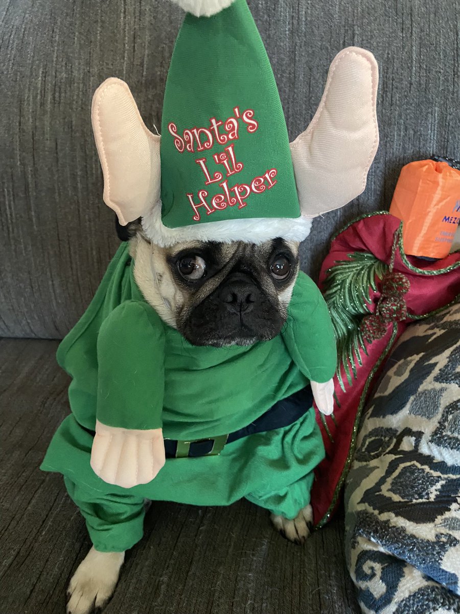 chuckthepug_ctp's tweet photo. Christmas is almost here. Time to pull out photos of Chuck the Pug (senior and junior) and his friends celebrating the holidays 🎅🏼🎄❤️ #pugmommy #pugdaddy #pugs #seniorpug #pug #puglicious #puglove #lovepug #puglife #pugsnotdrugs #pugnation #pugpuppy #puglover #pugworld #mops https://t.co/VXL0sMIBAH
