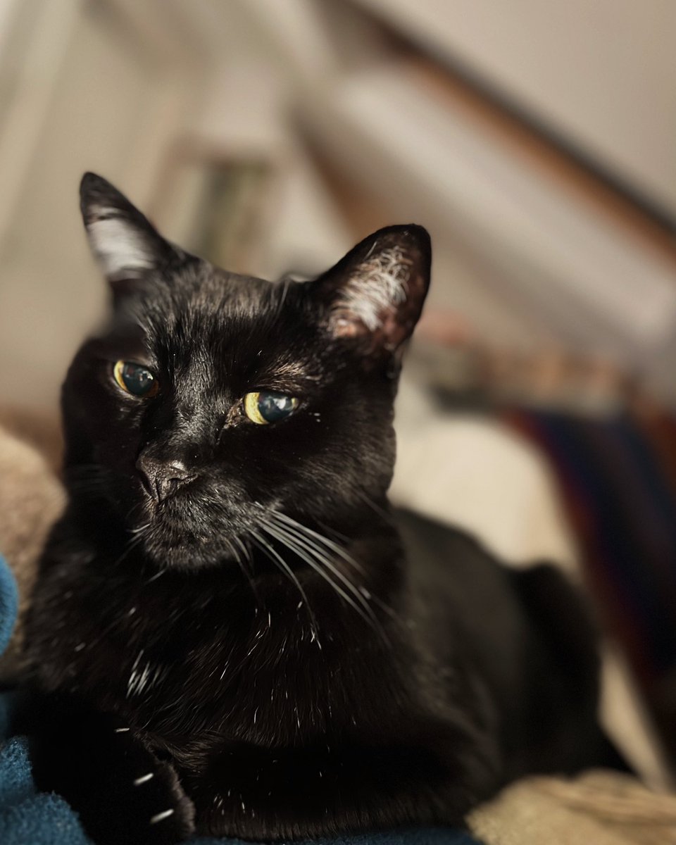 “Santa? Down the chimney? Is there going to be something for ME?!”
#CatsOfTwitter