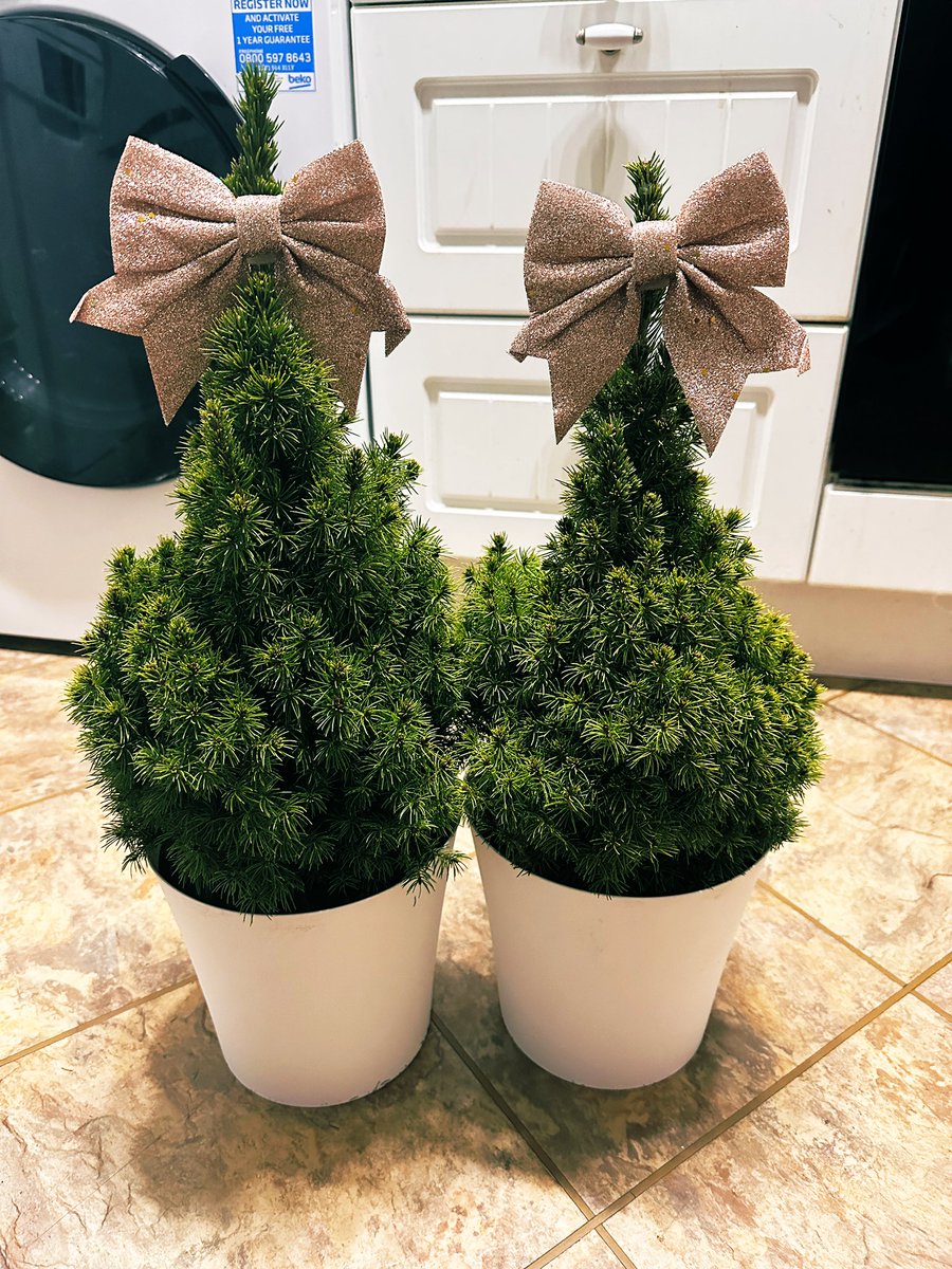 30somethinger's tweet photo. I know it’s silly but I’ve never had a real Christmas tree before, and I left it too late to order one this year. So I ordered two mini trees that can grow outside and use next year, and every year until they reach maturity. I’m so bloody happy right now, look at my babies 😭🎄🎄 https://t.co/aCj2pwnKqj