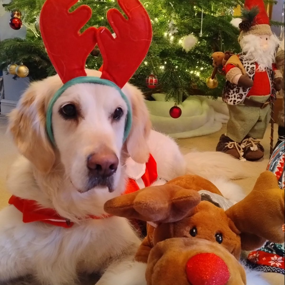 kitteridge_lisa's tweet image. Merry Christmas everyone! 🎄🎅🏼🎁

Here&apos;s hoping 2025 brings good health &amp;amp; happiness.

And lots less reactivity please. That&apos;s all I&apos;m asking for this Christmas. 

C&apos;mon 🎅🏼 I&apos;ve been good this year! 🙏🏼🤞🏼

#reactivity
#FatherChristmas
#MerryChristmas