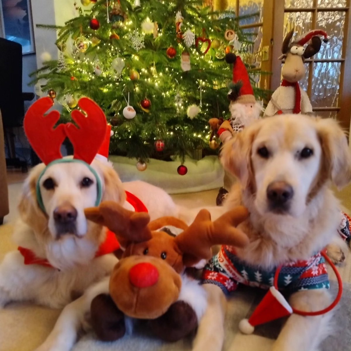 kitteridge_lisa's tweet image. Merry Christmas everyone! 🎄🎅🏼🎁

Here&apos;s hoping 2025 brings good health &amp;amp; happiness.

And lots less reactivity please. That&apos;s all I&apos;m asking for this Christmas. 

C&apos;mon 🎅🏼 I&apos;ve been good this year! 🙏🏼🤞🏼

#reactivity
#FatherChristmas
#MerryChristmas