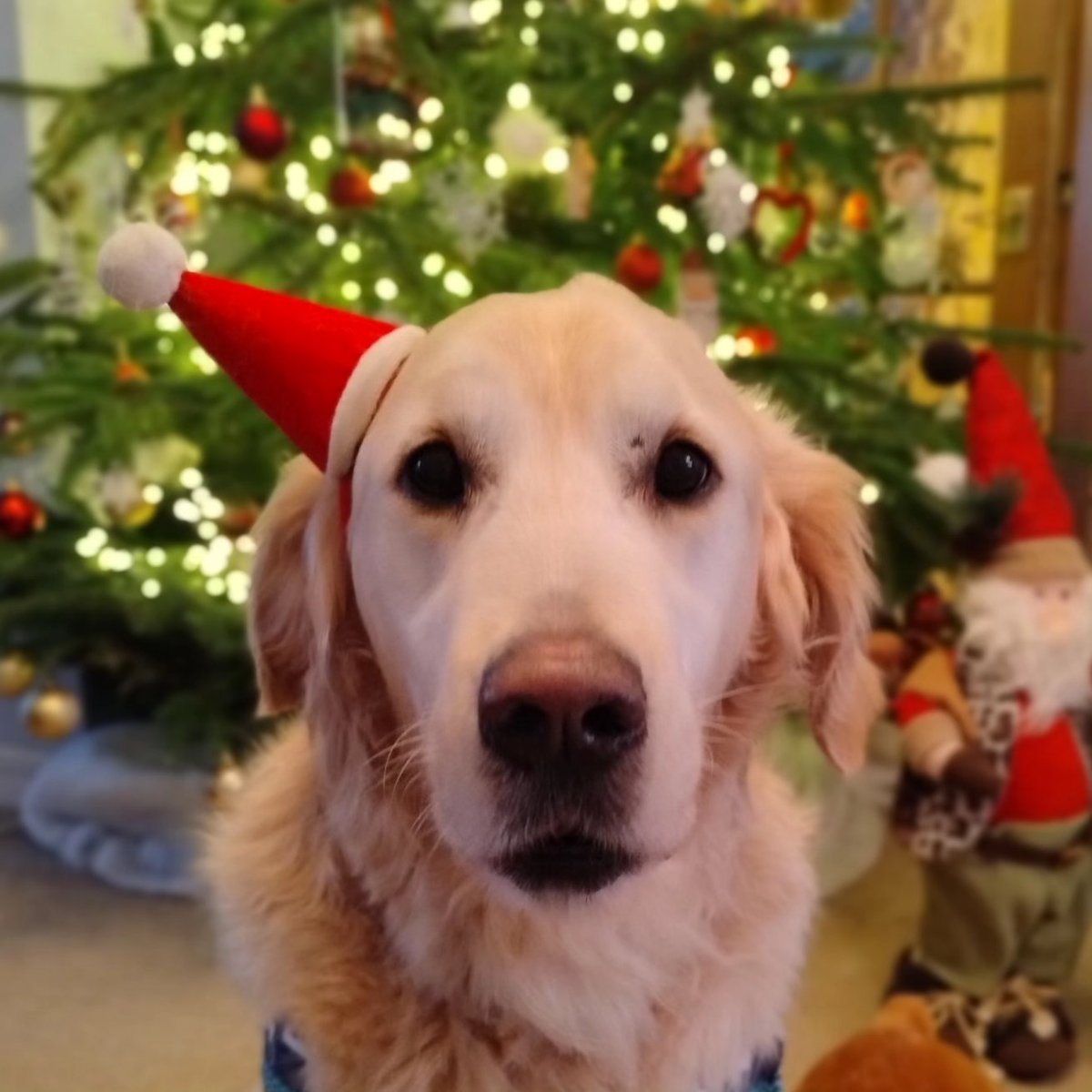 kitteridge_lisa's tweet image. Merry Christmas everyone! 🎄🎅🏼🎁

Here&apos;s hoping 2025 brings good health &amp;amp; happiness.

And lots less reactivity please. That&apos;s all I&apos;m asking for this Christmas. 

C&apos;mon 🎅🏼 I&apos;ve been good this year! 🙏🏼🤞🏼

#reactivity
#FatherChristmas
#MerryChristmas