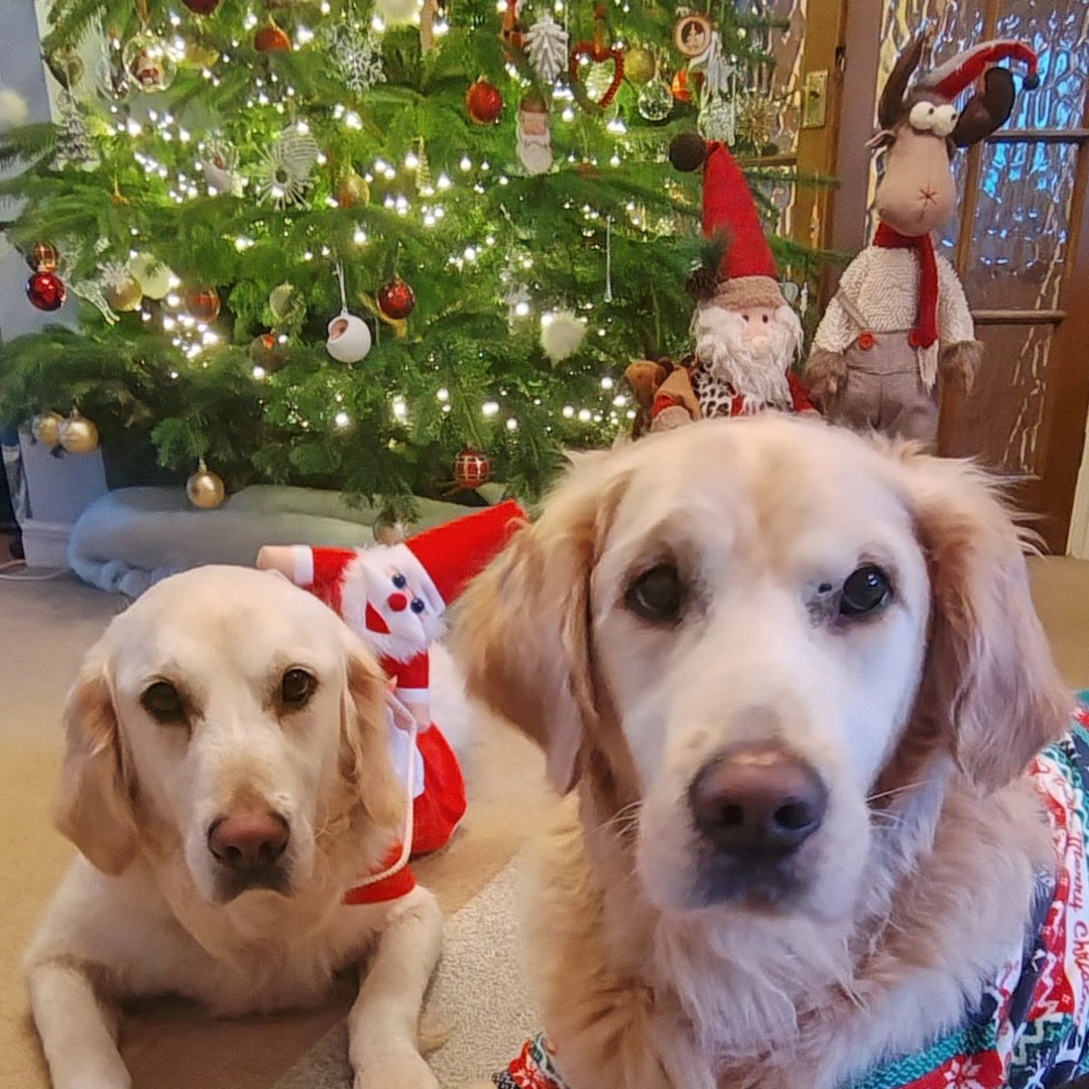 kitteridge_lisa's tweet image. Merry Christmas everyone! 🎄🎅🏼🎁

Here&apos;s hoping 2025 brings good health &amp;amp; happiness.

And lots less reactivity please. That&apos;s all I&apos;m asking for this Christmas. 

C&apos;mon 🎅🏼 I&apos;ve been good this year! 🙏🏼🤞🏼

#reactivity
#FatherChristmas
#MerryChristmas