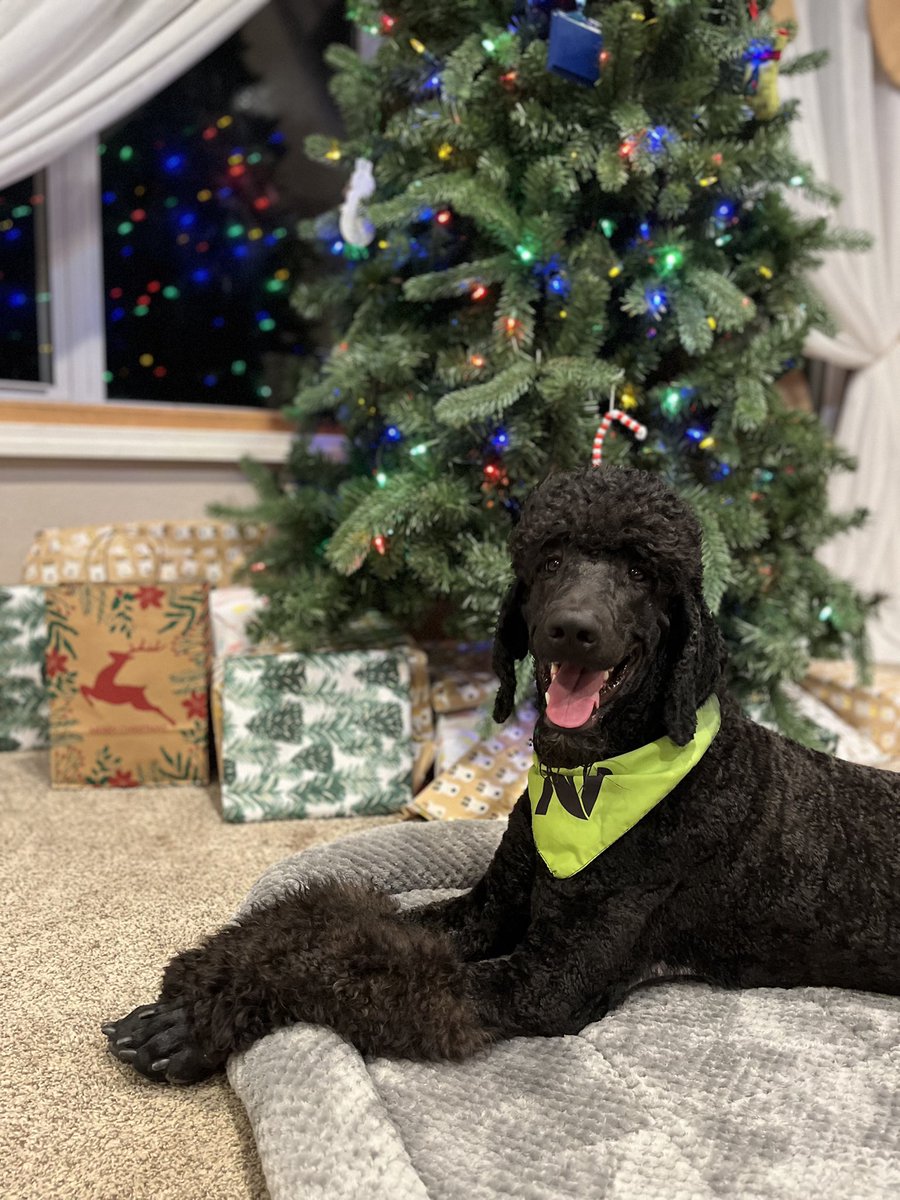 Majik is making spirits bright—Merry Christmas from Nutrien Solutions and our favorite holiday helper!

(Thank you to Andrew Turner and family for spreading this pawsitivity on Christmas Eve!)