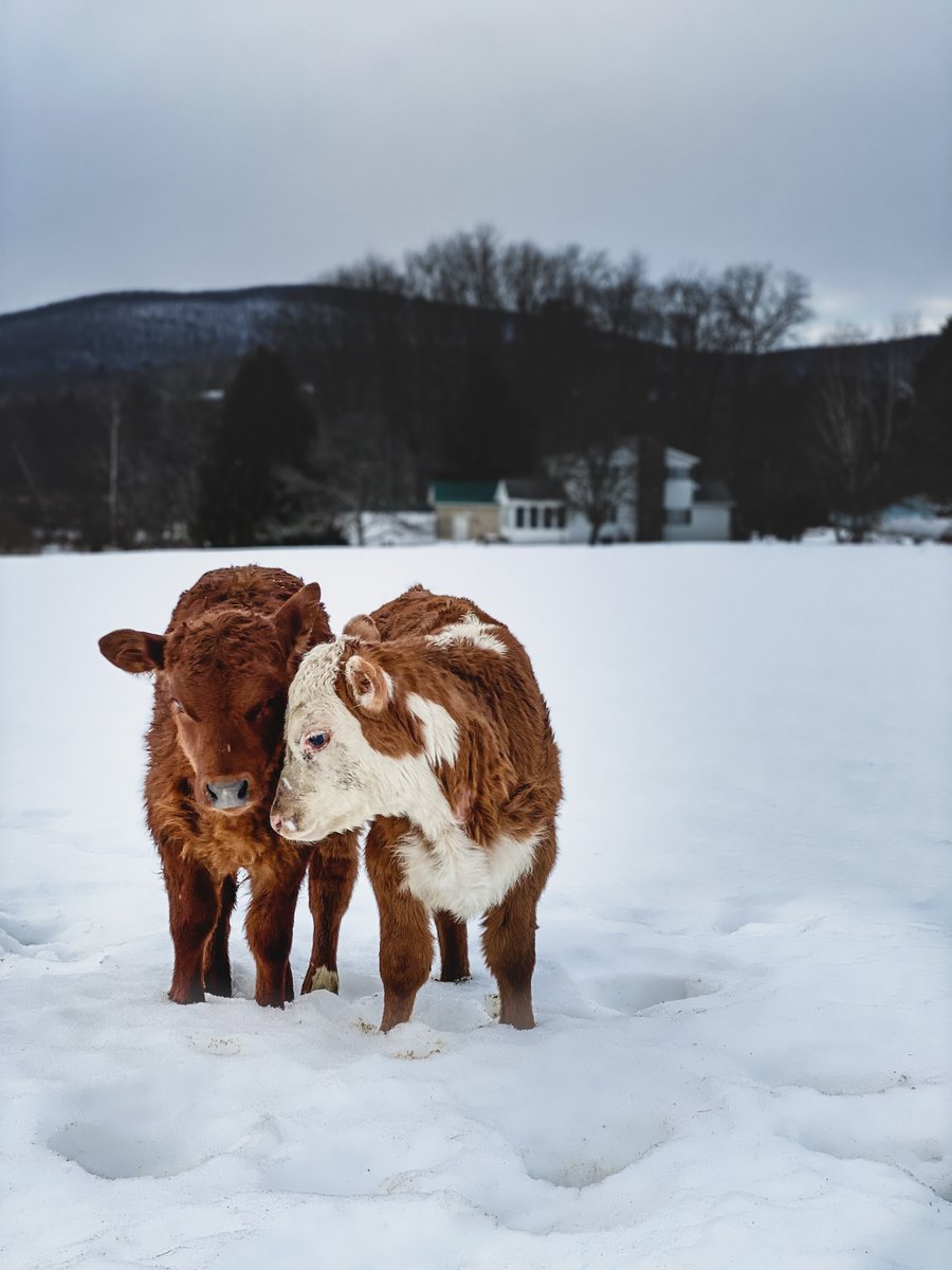 Merry Christmas! From our BQA family to yours! #BeefCheckoff