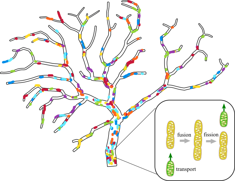 Koslover Group UCSD tweet media