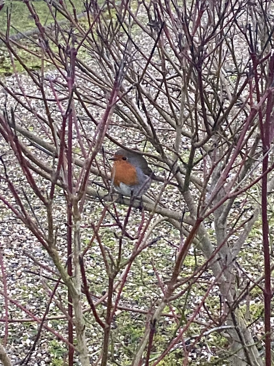 Juliet Scantlebury tweet media