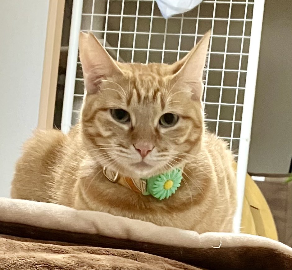 berunya's tweet photo. 去勢前のこまろの行動が激しくてお腹壊しちゃったむぎ😿
年明けまで頑張ろう😥
#びびり猫 #保護猫を家族に 
#猫 #猫の居る暮らし https://t.co/wcM4FCciLl