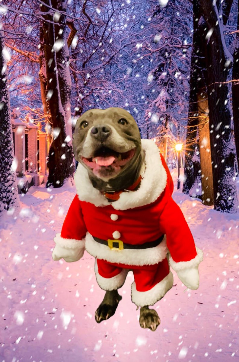 IsaMary2021's tweet image. Merry Christmas everyone ❤️❤️ #IsaMary #Christmas #SantaPaws