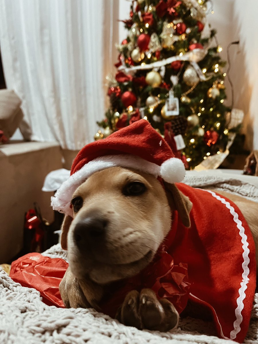 rickenisa's tweet photo. Rebeca no seu primeiro Natal e com direito a presente https://t.co/OeiLLGyEX0