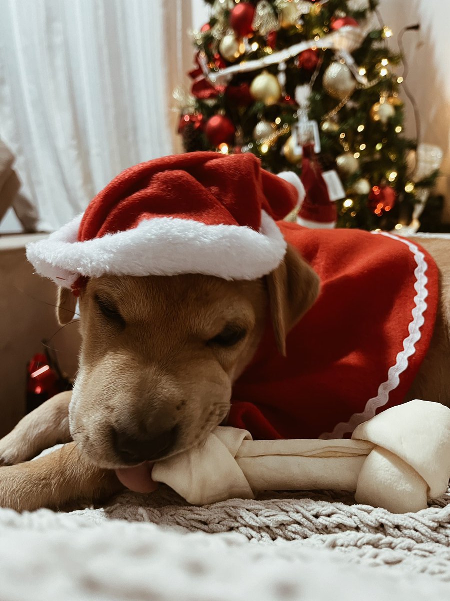 rickenisa's tweet photo. Rebeca no seu primeiro Natal e com direito a presente https://t.co/OeiLLGyEX0