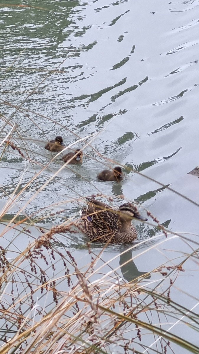 Christmas is nice and all but have you seen baby ducklings