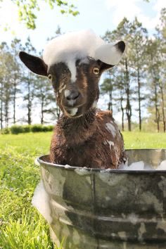 coattanimous's tweet photo. Yep. It’s official. My goats washed 😋 https://t.co/6XmWmXVoPb