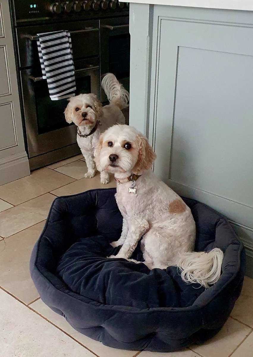 Merry Christmas from  #westhampsteadwoofers Zoe and Lola who is a #rescuedog ex puppy farm 
#adoptdontshop