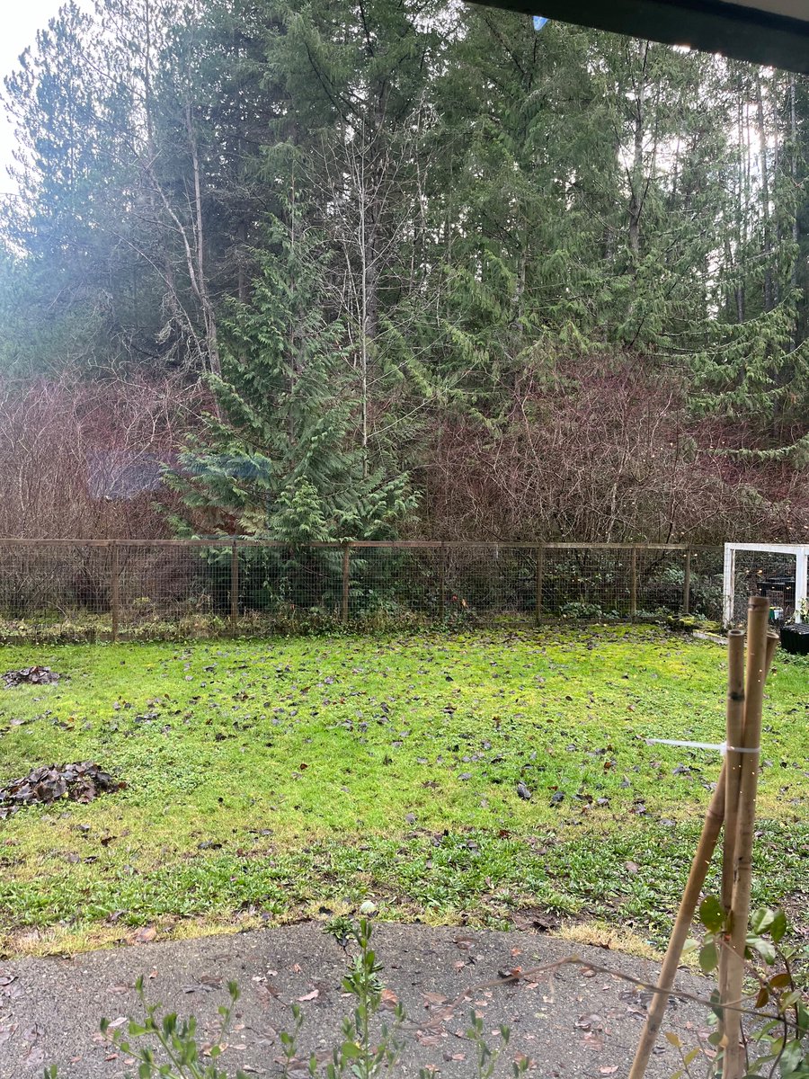 DucklingsDad's tweet photo. You will have to use your imagination @DarrenDreger  …not ideal weather for outdoor rinks  near Parksville, Vancouver Island.

Merry Christmas All! https://t.co/Y98neZOvAF