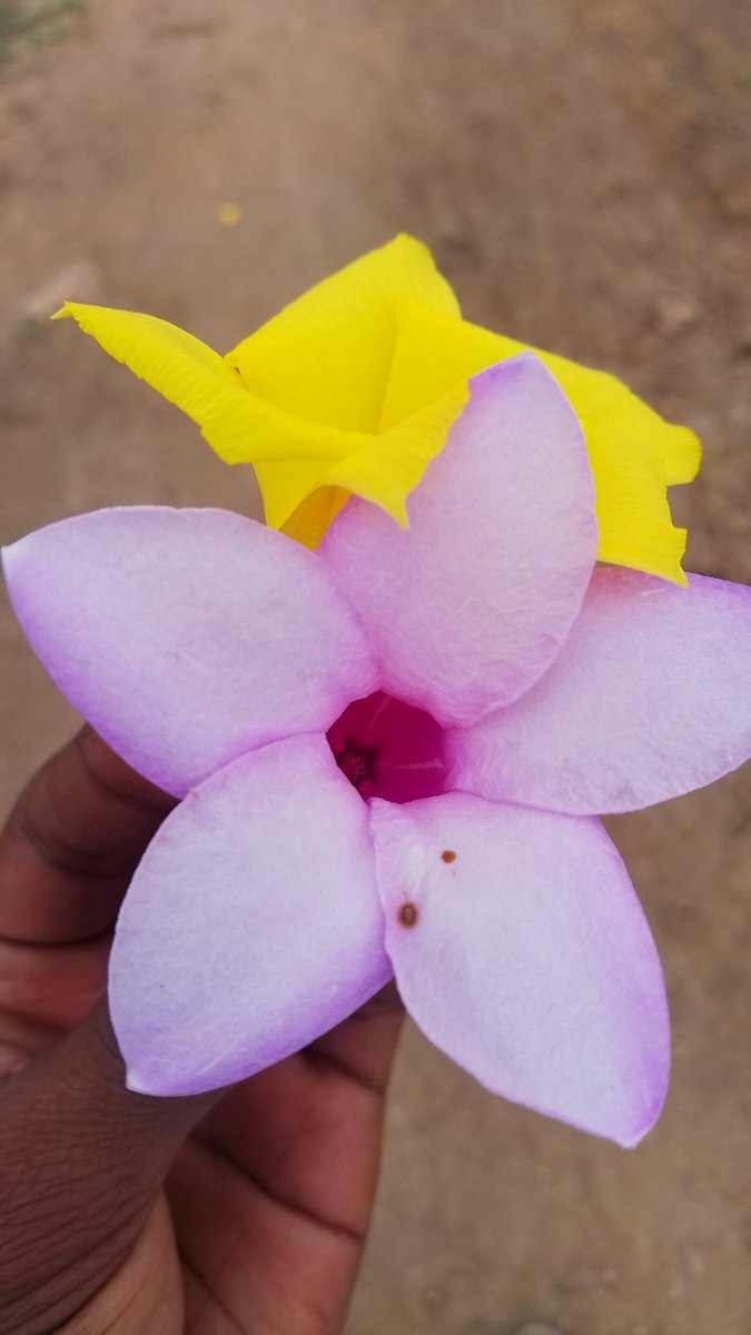 dhadho_benjamin's tweet photo. Flowers from Hola, Kenya 
Merry Christmas 🎄 https://t.co/PCo1yT1Ta1