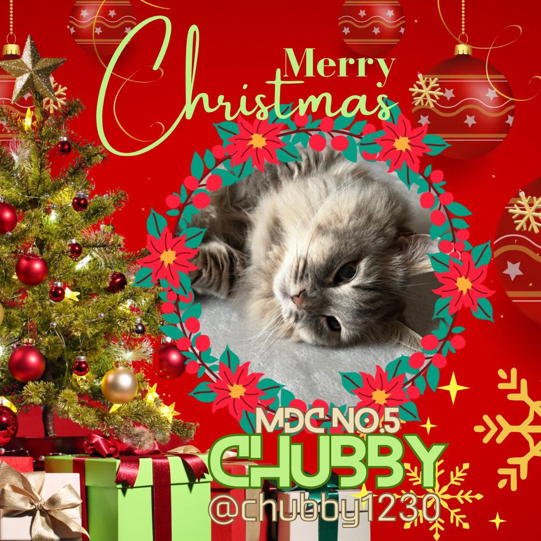 chubby1230's tweet photo. ⸜ 🎄𝑀𝑒𝑟𝑟𝑦𝑋'𝑚𝑎𝑠🎅🏼⸝‍

MDCメンバーからクリスマスをお届けにゃ🎄🐾
良いクリスマスを過ごしてにゃ〜！✨

#クリスマス 
#xmas
#マンチカン男子クラブMDCメンバー https://t.co/TZSAwvwE2G