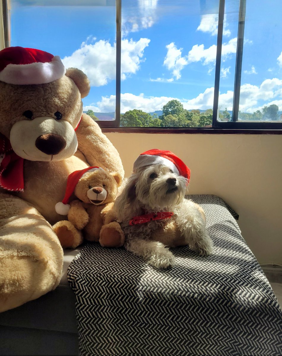 RuthieFuentes's tweet photo. Uno de nosotros no es como los otros... es más BONITO que todos los demás, adivina cuál es diferente de los otros, has adivinado de verdaaaaaaaaad!🎶

Feliz navidad amigos!🎅🏻🥰🐾
Sean Felices Lucky les dice! https://t.co/V7bZYAdGJb