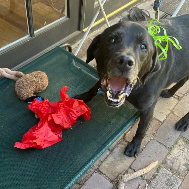 tallandtrue's tweet photo. For those who may be wondering, Jet's having a happy Xmas in Sydney while I'm on holiday in Tassie. I miss him, but as the photo proves, he's being well looked after! β€οΈπ
πΆ #dogs #mydog #mydogposts #xmas https://t.co/cvfOQRiqTM