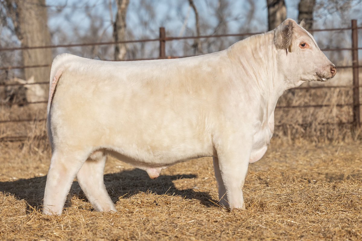 bullbuilder's tweet photo. May all your Christmases Be Whiteβ¦#Shorthorn #Cattle #AmericasFirst #JSF https://t.co/WS7556DoMV