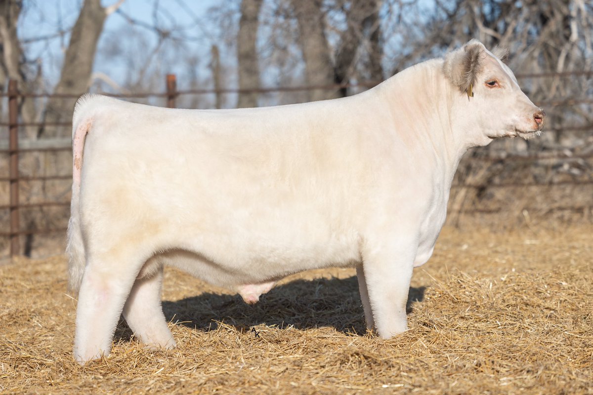 bullbuilder's tweet photo. May all your Christmases Be Whiteβ¦#Shorthorn #Cattle #AmericasFirst #JSF https://t.co/WS7556DoMV