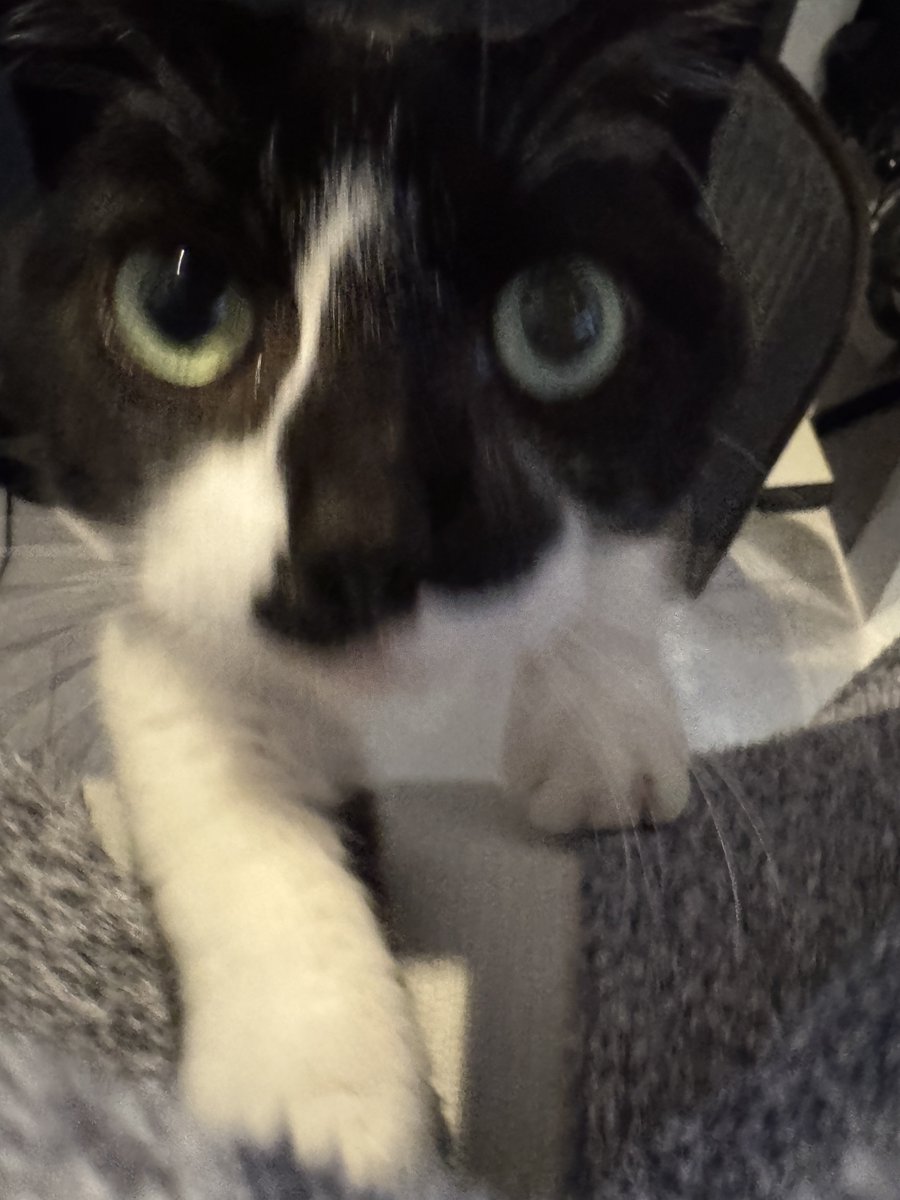 デスクワークで足元温めるやつ買ったら
キラキラのお目目で
「これをオイラのために…！？」
てなったからそうなった