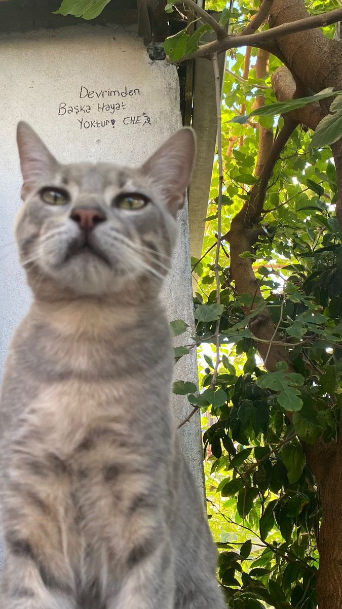 tolstoyevski (@pezkkovi) on Twitter photo 