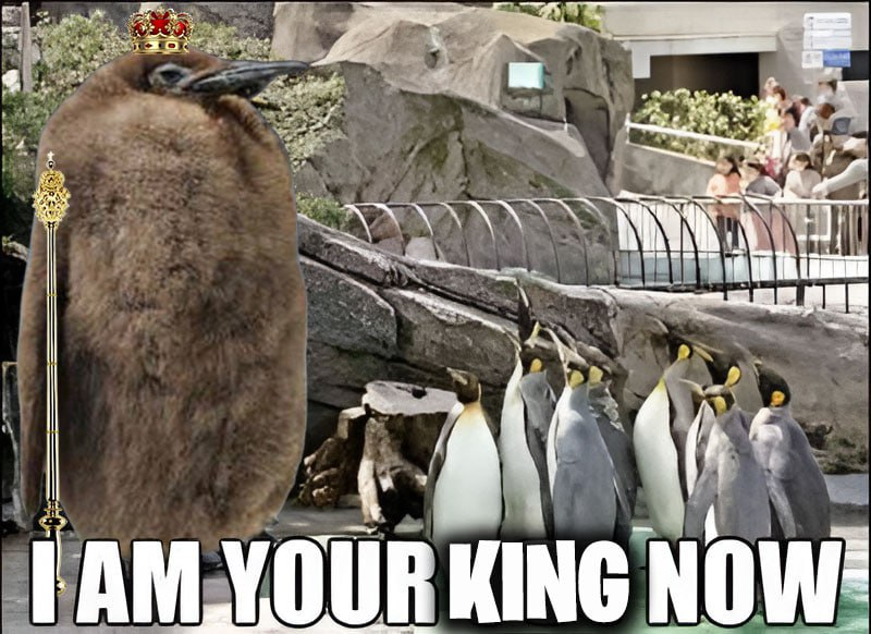 <a href="/0xwhale/"></a> You need $PESTO