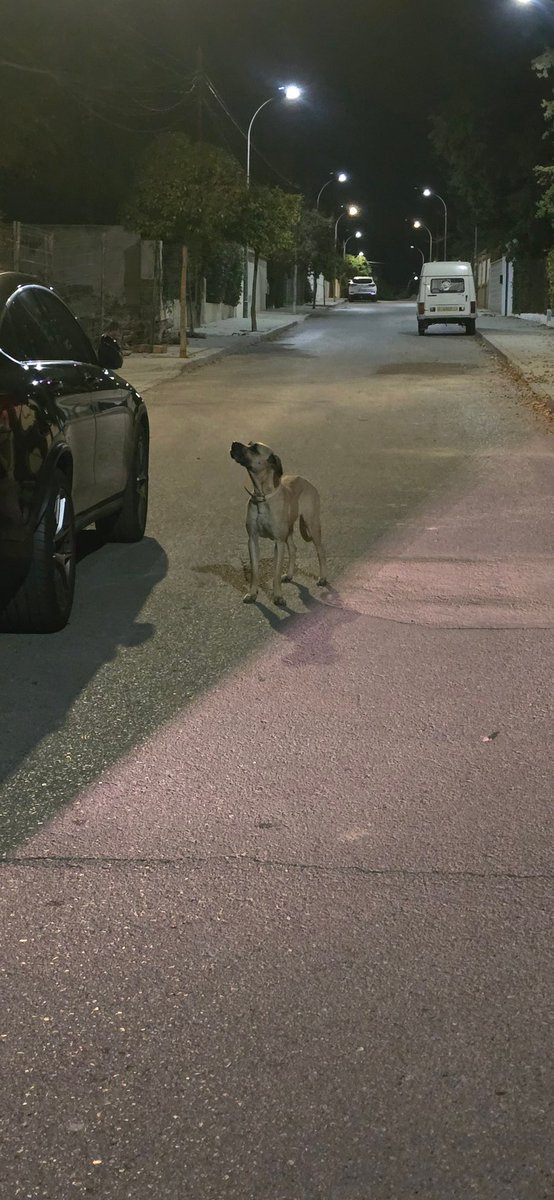 Perro abandonado/perdido visto ahora mismo en el puente tablas. He intentado acercarme pero está muy asustado y se ha ido corriendo. Visto en la Calle Córdoba 24 en el puente tablas de Jaén. <a href="/HoraJaen/">Hora Jaén</a>