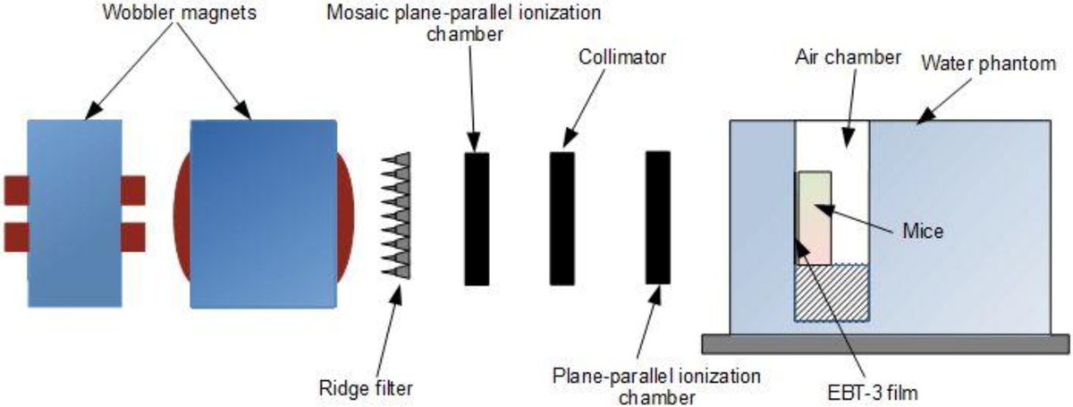 Determination of RBE of 450 MeV/nucleon carbon ions using the micronucleus test and survival of mice after irradiation in different regions of the Bragg curve bit.ly/3OZ9871 

#RBE #carbon #radiation #research #ijrb