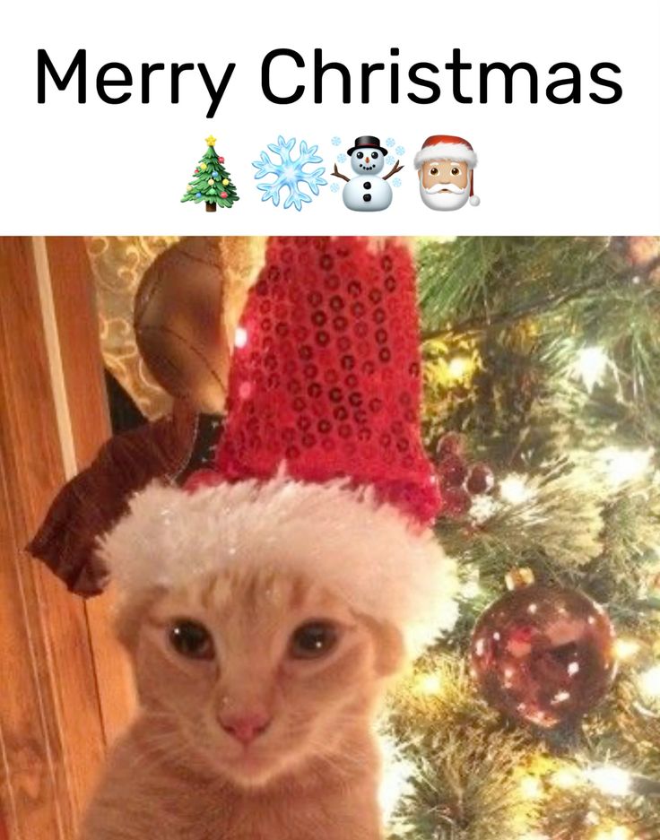 Merry Christmas!!❄☃️