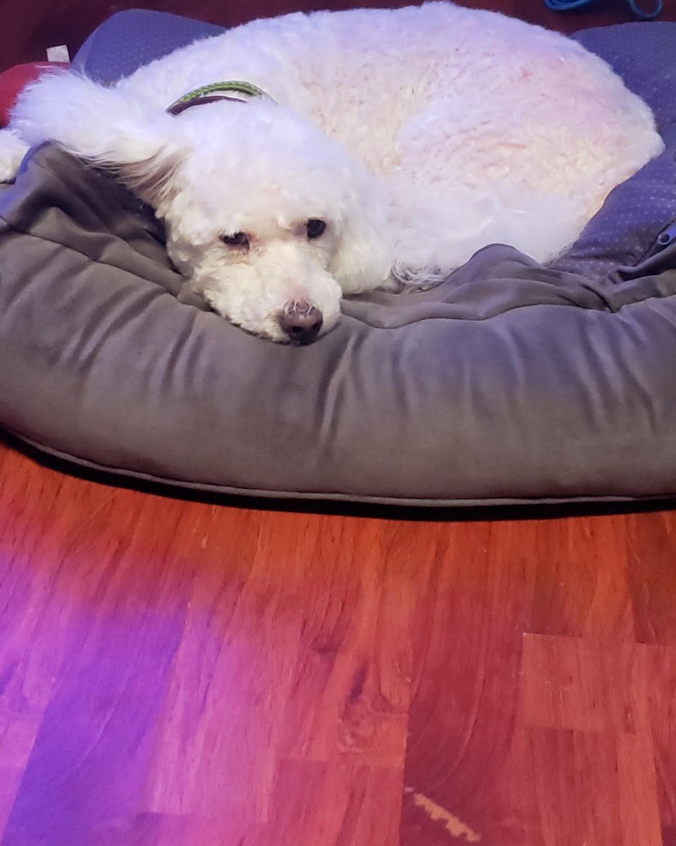 WhiteCuddleBug's tweet image. Chilling in the bed