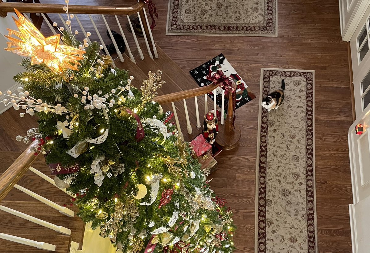 GStephenson_Wx's tweet photo. Wicket wondering if it’s a wise choice to go up the Christmas tree this evening… #SpectrumNews1 #Wickett https://t.co/0yoPgYtRM7