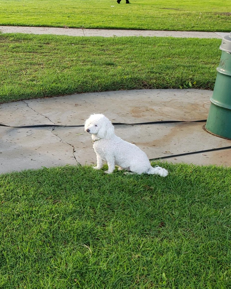 WhiteCuddleBug's tweet image. 