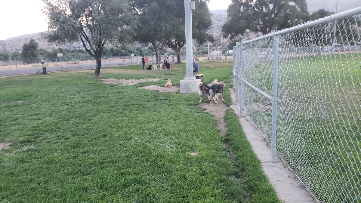 WhiteCuddleBug's tweet image. At the dog park