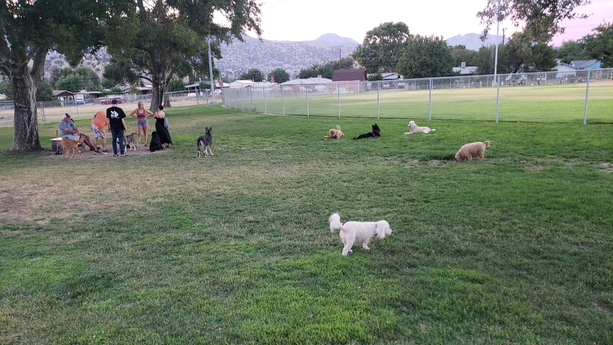WhiteCuddleBug's tweet image. At the dog park
