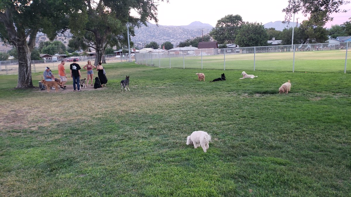 WhiteCuddleBug's tweet image. At the dog park