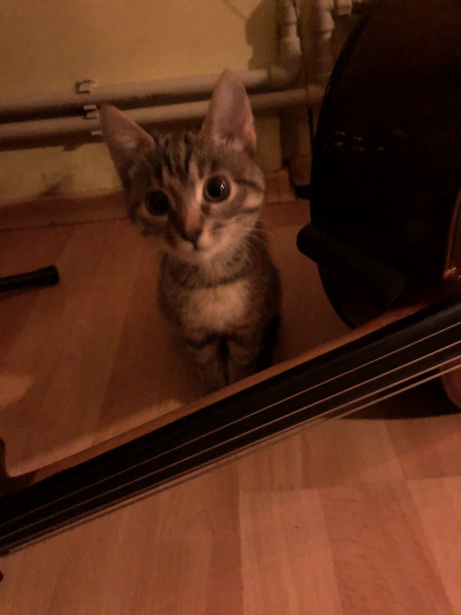 gypsy princess tweet media