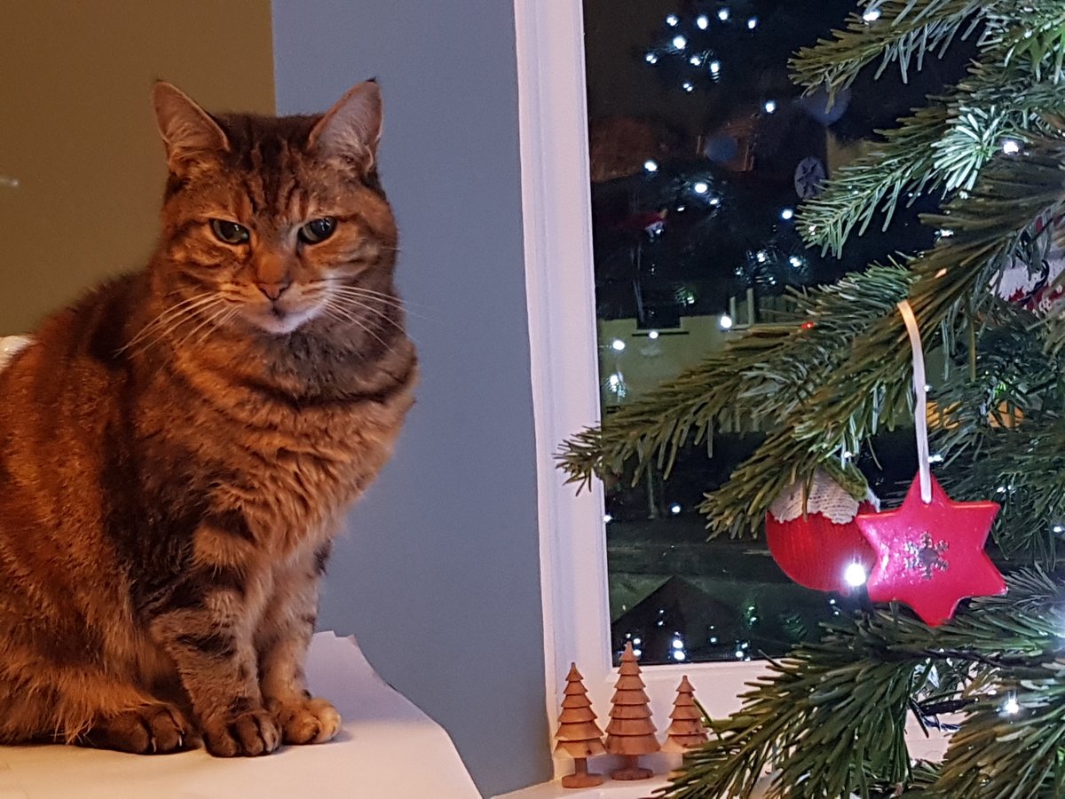 daily_mave's tweet photo. MAVIS MASON MEMORIAL ADVENT CALENDAR
Day Twenty-Four

As if we could possibly end with any other Mavis Xmas photo.

Have a wonderful Xmas, and hold your friends close, be they human or animal, whilst you can. https://t.co/8KvXZAAnCB