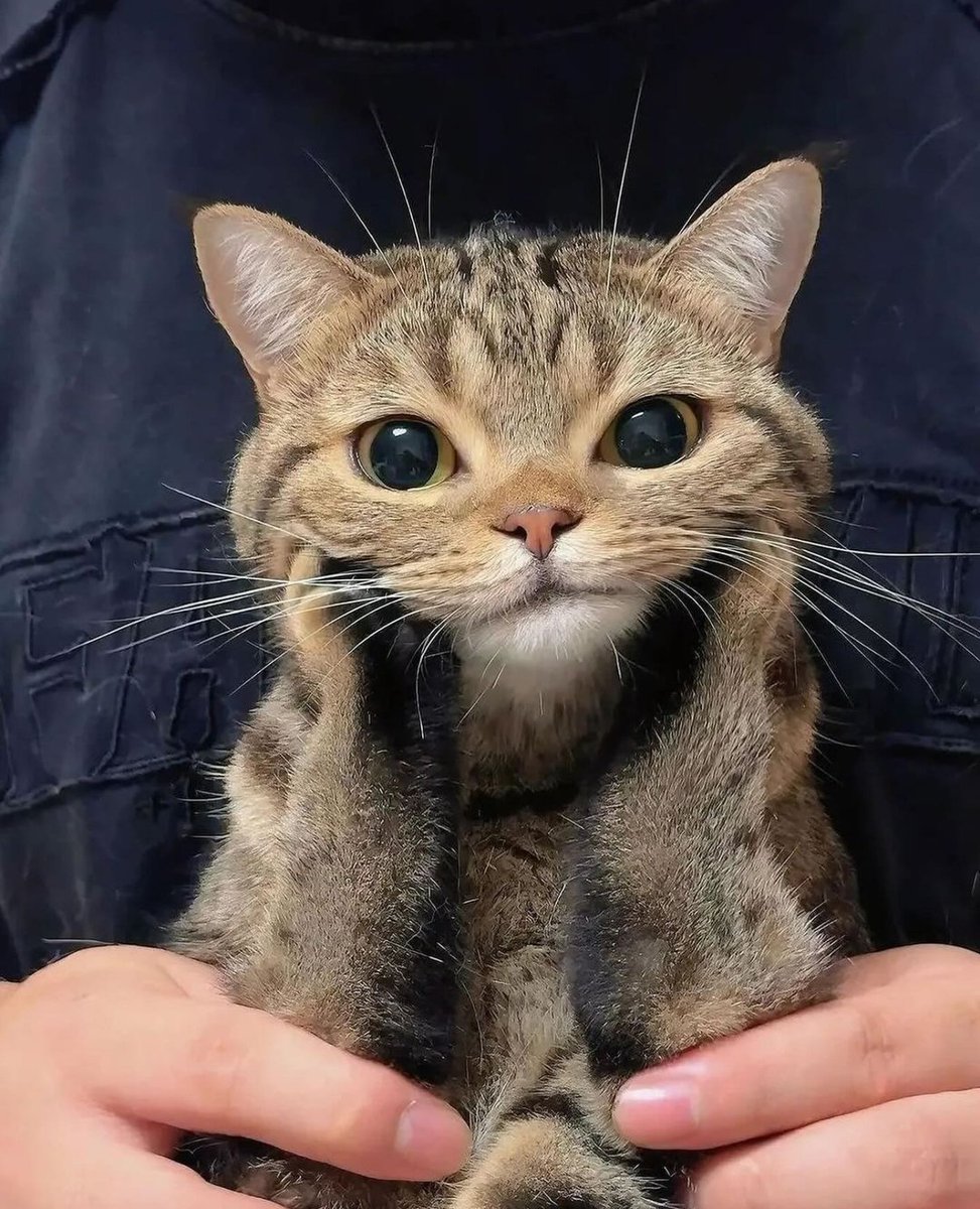 Cats Cure Depression tweet media