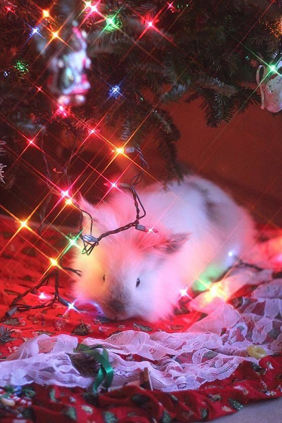 RabbitEveryHour's tweet image. 