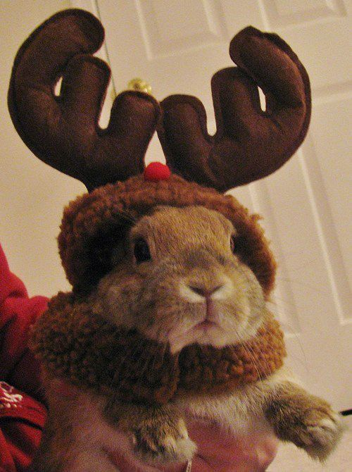 RabbitEveryHour's tweet image. 